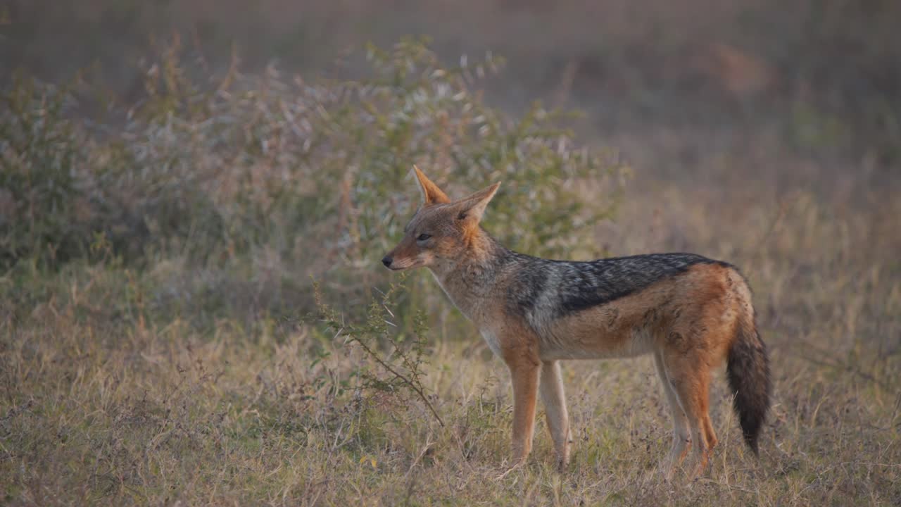 Jackal standing in african plain in evening breeze, looking around