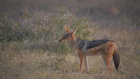 jackal standing in african plain in evening breeze, looking around