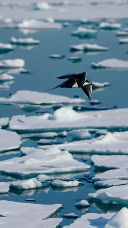 Arctic Tern in Flight Over Ice Floes