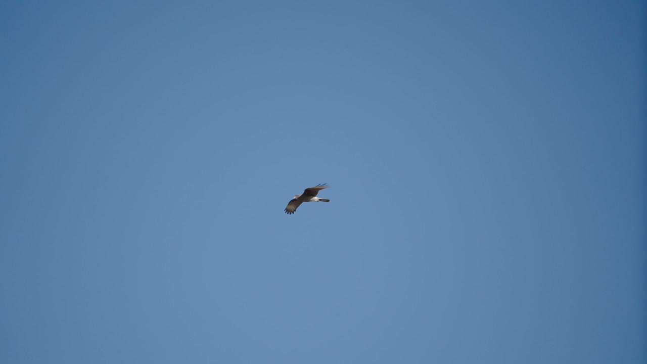 águila salvaje volando majestuosamente en un cielo azul claro, en busca de comida