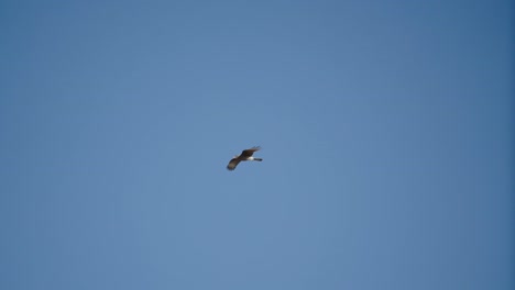 Wildadler-Fliegen-Majestätisch-In-Einem-Klaren-Blauen-Himmel,-Auf-Der-Suche-Nach-Nahrung