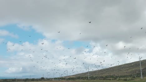 los pájaros de la misma pluma se agrupan
