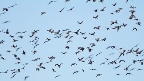 Thousands-of-geese-flying-above-field-and-eating-cereal