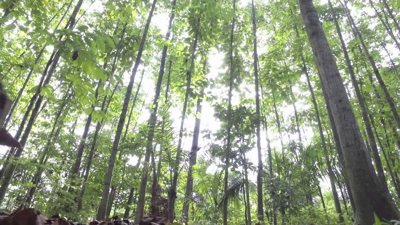 sunlight penetrates between the trees with a foreground piece of dead wood