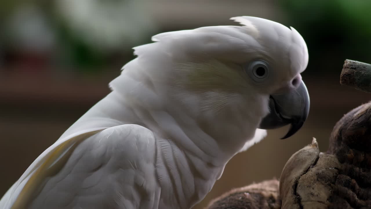 Close-up of a White Cockatoo