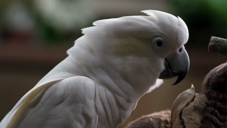 close-up of a white cockatoo