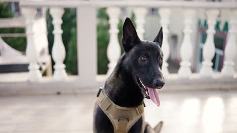 cute black service dog german shepherd in service collar