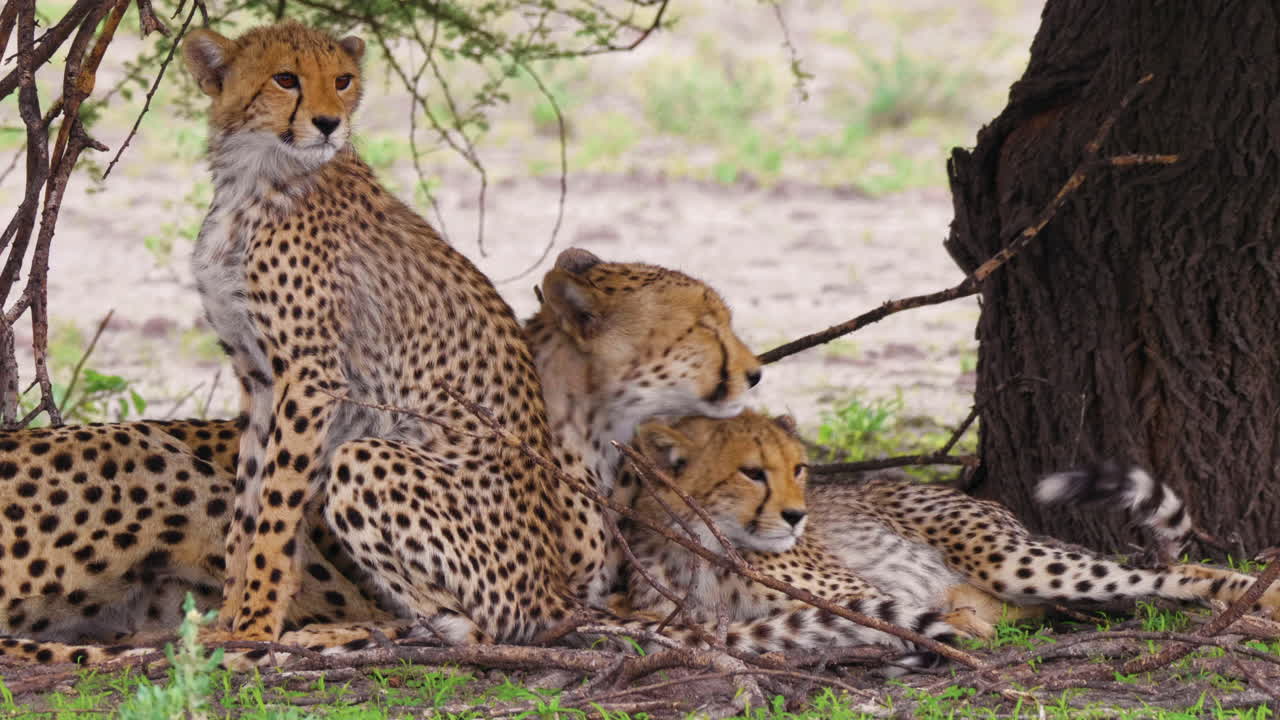 una madre guepardo bosteza y se relaja bajo la sombra de un árbol mientras prepara a sus dos cachorros en el valle del engaño, reserva de caza de kalahari, botswana