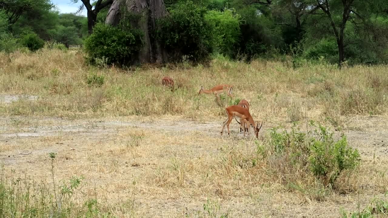 maravilloso creador de jóvenes gacelas thomson con cuernos pequeños, tarangire