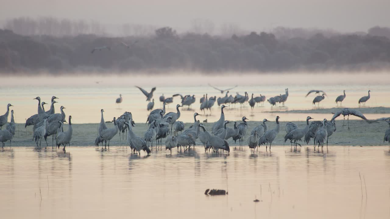 Group of cranes waking up at the roost during the wintering, within the lake, before dawn