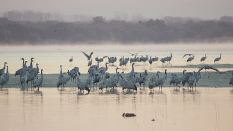 group of cranes waking up at the roost during the wintering, within the lake, before dawn