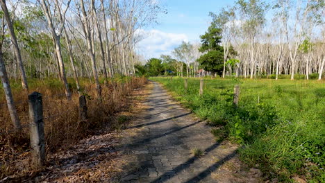 viaje en una carretera estrecha en un clima tropical con palmeras en el lado del país de phuket, tailandia