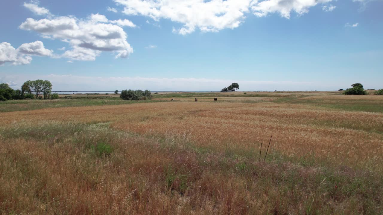 воздушная коляска над безмятежной травой или пшеничной землей, волнующаяся в ветре под голубым облачным небом