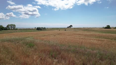 Plataforma-Rodante-Aérea-Sobre-Hierba-Serena-O-Tierra-De-Trigo-Ondeando-En-El-Viento-Bajo-Un-Cielo-Azul-Nublado