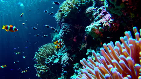 vibrant anemone and clownfish on a coral reef