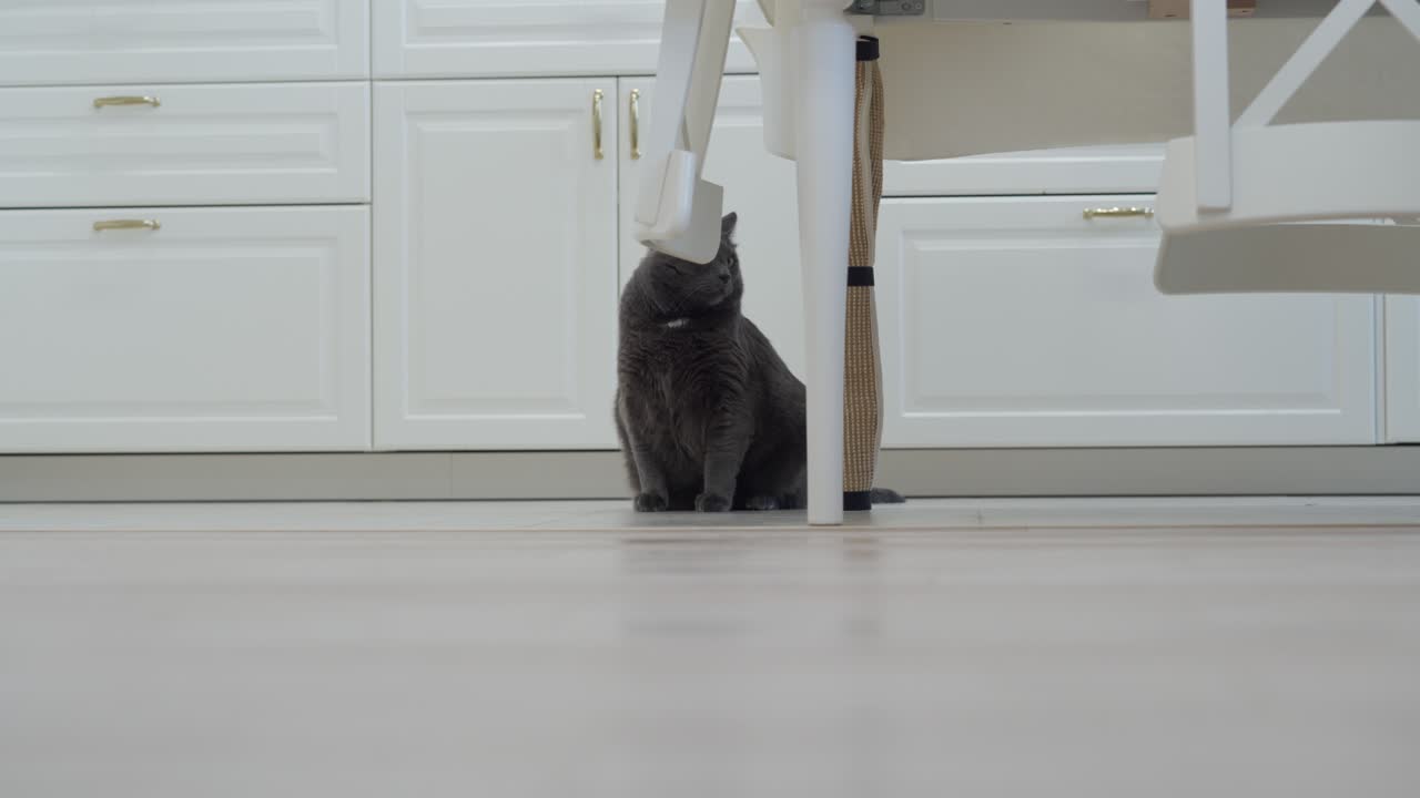 성인 회색 고양이 로 진공청소기가 집에서 바닥을 청소하는 것을 지켜보고, 색 로 진소기가 아파트 방에서 라미네이트로 된 나무 바닥에서 일합니다.