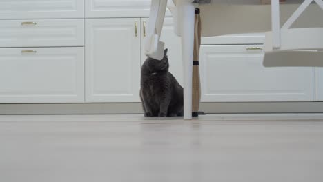 gato gris adulto viendo una aspiradora robot limpiando el piso en la casa, aspiradora robótica blanca trabajando en el piso de madera con laminado en la habitación del apartamento.