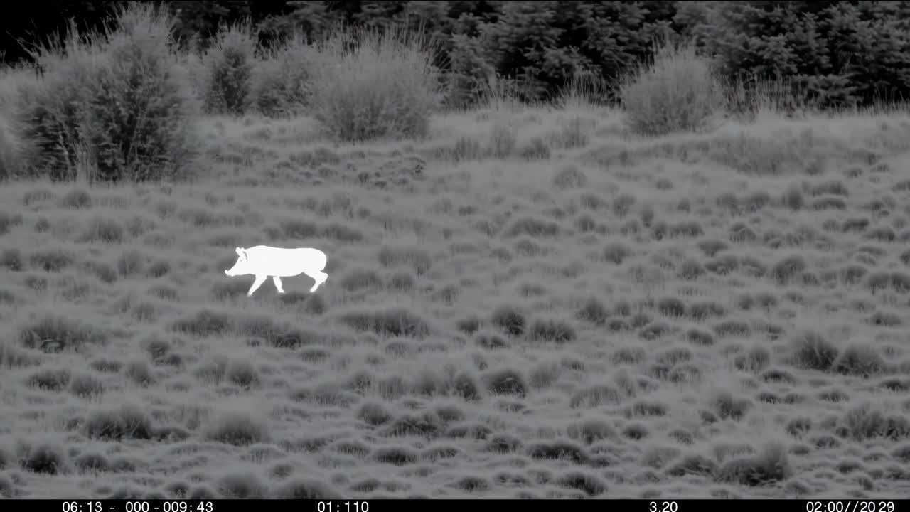 Infrared wildlife video captures a lone animal in a grassy field at night