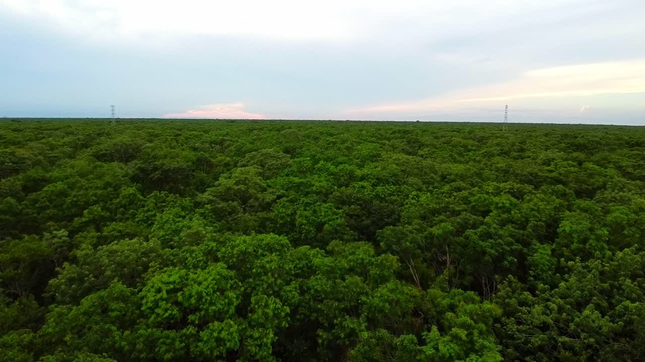 푸른 숲 을 공중 에서 볼 수 있다
