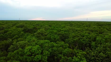 vista aérea de un bosque verde y exuberante