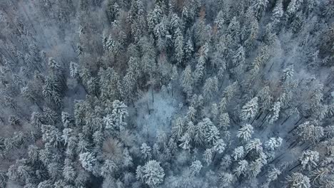 Aerial-Drone-Above-Treetops-covered-in-White-Snow-in-the-Forest-Slovenia-Pohorje-Coniferous-Pines-Scenic-View