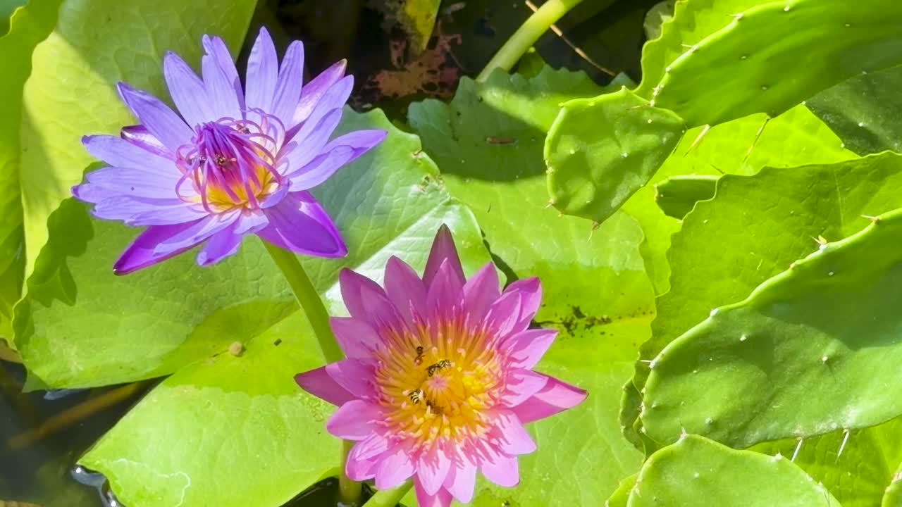 As abelhas coletam néctar de vibrantes lírios-d'água que florescem em meio a folhas verdes, sob a intensa luz do sol.