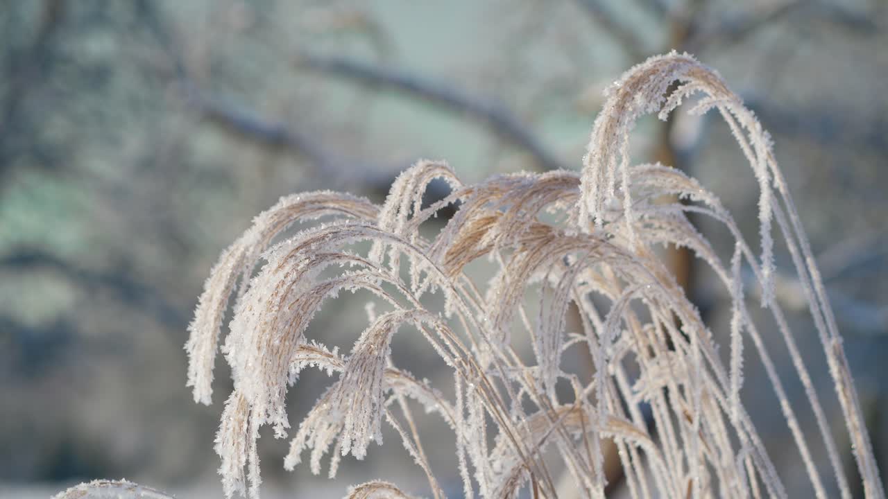 Feather reed grass covered in hoarfrost swaying gently in the wind on a winter day. Frozen winter sculpture.