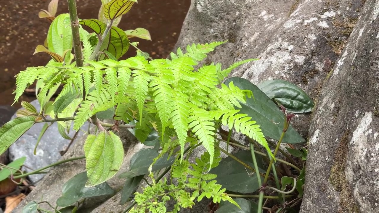 Felce verde brillante che cresce accanto a un ruscello roccioso