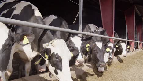 alimentando vacas con heno en una granja lechera