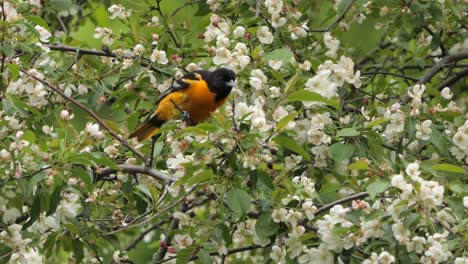 perching baltimore oriole bird hopping on branches of a flowering plants