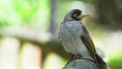 Joven-Minero-Ruidoso-Juvenil,-Manorina-Melanocephala-Posado-En-La-Cerca-Bajo-El-Dosel-Contra-El-Fondo-Borroso-De-Hojas-De-árboles,-Haciendo-Constantemente-Llamadas-De-Chip-Chip-Y-Bocas-Abiertas