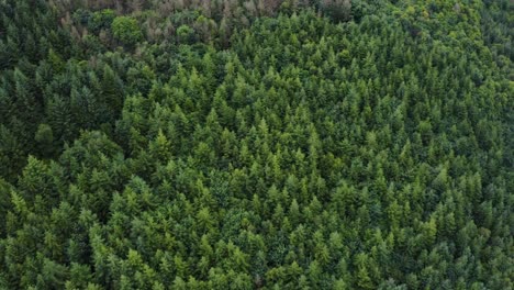 aerial view top down of green forest, ireland