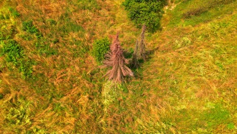 impresionante video de drones aéreos 4k de árboles en el campo ubicado en el campo esloveno