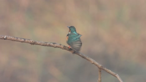 Eisvogel,-Der-Auf-Teichbereich-Kühlt