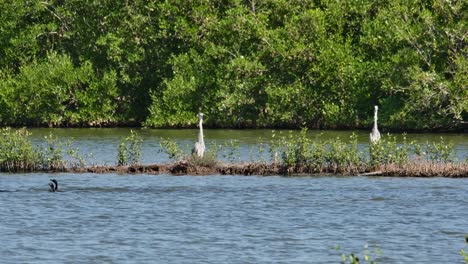 Little-Cormorant-Microcarbo-niger-seen-hunting-fish-together-as-they-moves-towards-the-left-while-two-Grey-Herons-Ardea-cinerea-watch-them,-Thailand