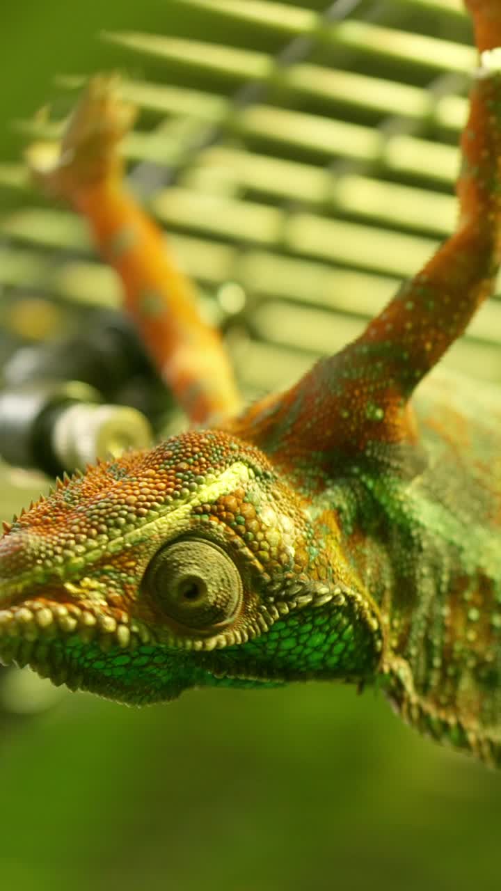Panther chameleon hanging upside down in terrarium