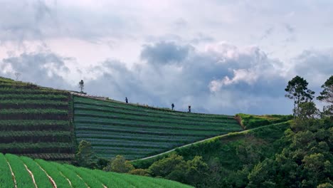 aerial view of farmer going to the plantation with sea of clouds on the background. agricultural field on the slope of mountain, sukomakmur, mount sumbing. indonesia.