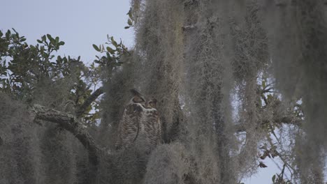 great horned owl perched in tree full of moss foliage