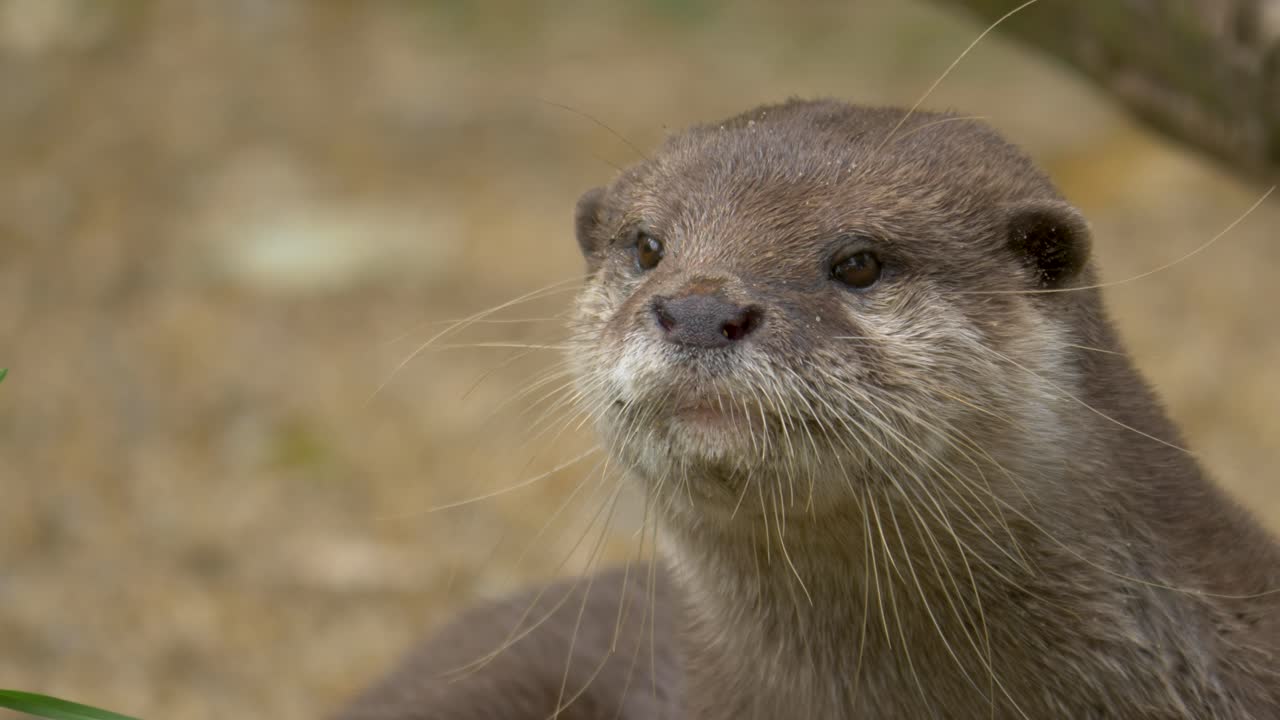 primer plano de una nutria oriental de garras pequeñas rascándose
