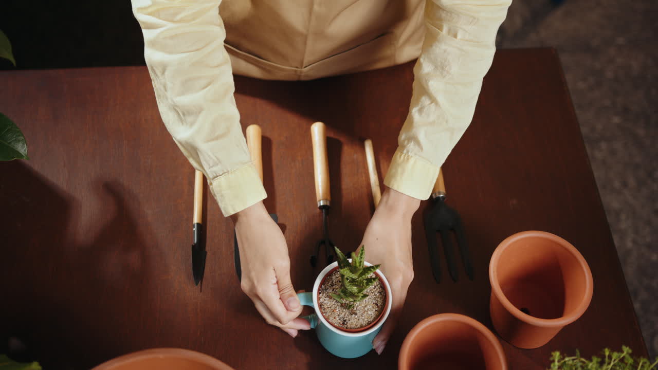 mujer jardinera, arreglando pequeñas suculentas en una olla de color azul azulado
