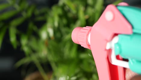 regar una planta con una botella de pulverización
