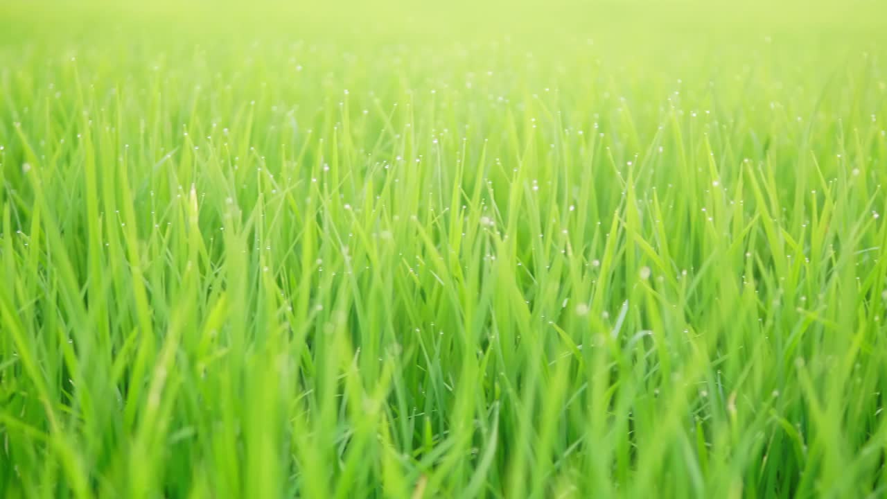 일몰 시간에 유기농 농장의 멋진 논에서 아름다운 벼를 닫습니다