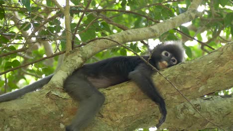 dusky leaf monkey or spectacled langur lays down on the tree