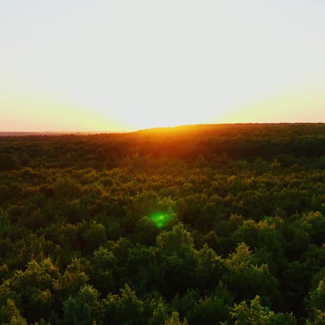 beautiful sunrise or sunset over forest. aerial video flying over high trees.