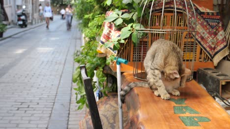 un gato gris y marrón sentado en un banco de madera en una calle estrecha en una ciudad