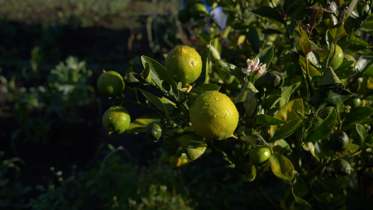 limones húmedos cuelgan de las ramas de un árbol en un jardín