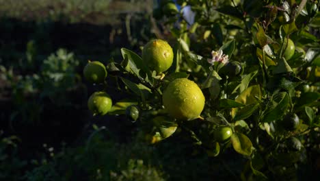 Moist-lemons-hang-from-branches-of-a-tree-in-a-garden
