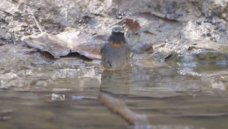 fulchoki godawori in kathmandu is home to rare birds from nepal