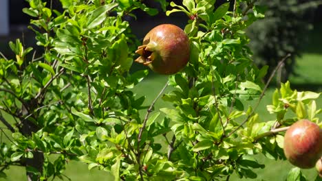 close-up of ripe pomegranates on a tree