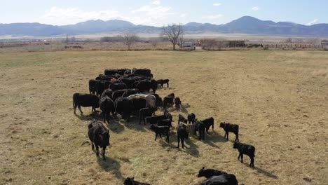 Aerial view of cattle grazing on a ranch and small calves seen running to eat in a group, Drone shot slowly moving forward